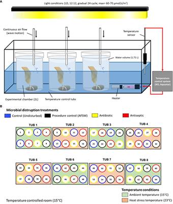 Effects of temperature and microbial disruption on juvenile kelp Ecklonia radiata and its associated bacterial community